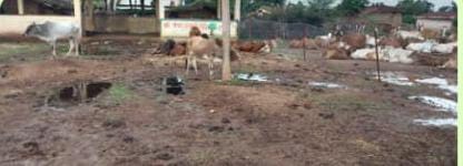 गौठान का देखे स्थिति