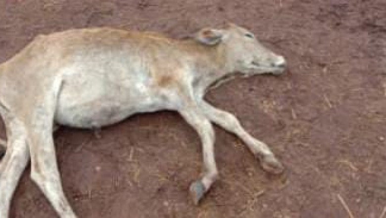 ग्राम पंचायत साल्हे खुर्द का गौठान व्यवस्था चरमराई कोई सुध लेने वाला नही