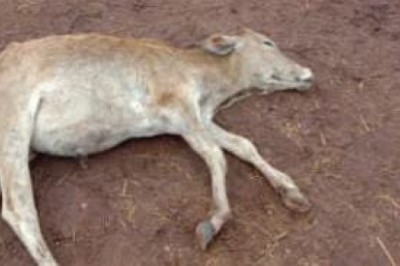 ग्राम पंचायत साल्हे खुर्द का गौठान व्यवस्था चरमराई कोई सुध लेने वाला नही