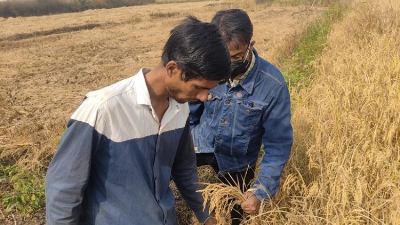 किसानों ने साबित किया जैविक खाद बेहतर:दुर्ग के खेतों में आमने-सामने धान लगाकर रसायनिक और कम्पोस्ट दोनों खाद डाली, फसल से निकला रिजल्ट