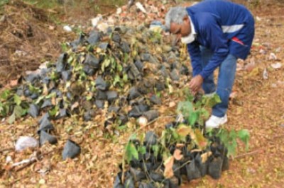 2 लाख के पौधे खरीदकर निगम ने कर दिया डंप:खुलासा हुआ तो रेलवे अंडर ब्रिज के पास फेंक दिया, पर्यावरण प्रेमी उसे अपनी नर्सरी ले गए