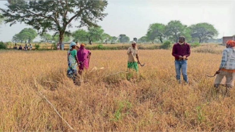 6 तहसीलदारों को बताना होगा दो दिन की बारिश से कितना हुआ है नुकसान, फसल कटाई प्रयोग शुरू