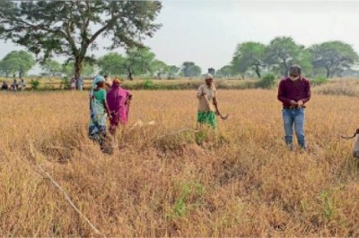 6 तहसीलदारों को बताना होगा दो दिन की बारिश से कितना हुआ है नुकसान, फसल कटाई प्रयोग शुरू