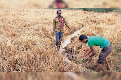 जिले में 12 घंटे में ही 40.4 मिमी बारिश, धान की खड़ी फसल व करपा भीगा, आज छाए रहेंगे बादल