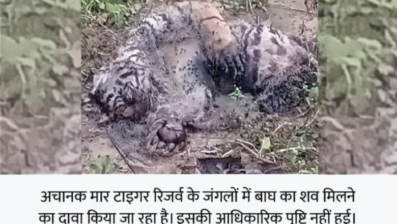 छत्तीसगढ़ में फिर एक बाघ की मौत:टाइगर रिजर्व में मिला शव, कई दिन पहले मरने की आशंका; विभाग से आधिकारिक पुष्टि नहीं