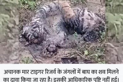 छत्तीसगढ़ में फिर एक बाघ की मौत:टाइगर रिजर्व में मिला शव, कई दिन पहले मरने की आशंका; विभाग से आधिकारिक पुष्टि नहीं