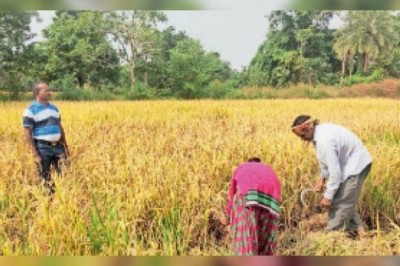 17 हजार हेक्टेयर में धान कटाई अब भी बाकी, बारिश हुई तो नुकसान तय