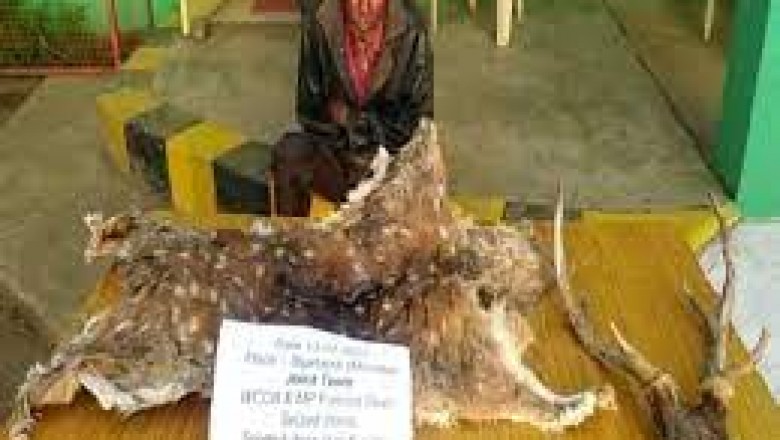 जबलपुर - चीतल की खाल के साथ पकड़ा गया तस्कर