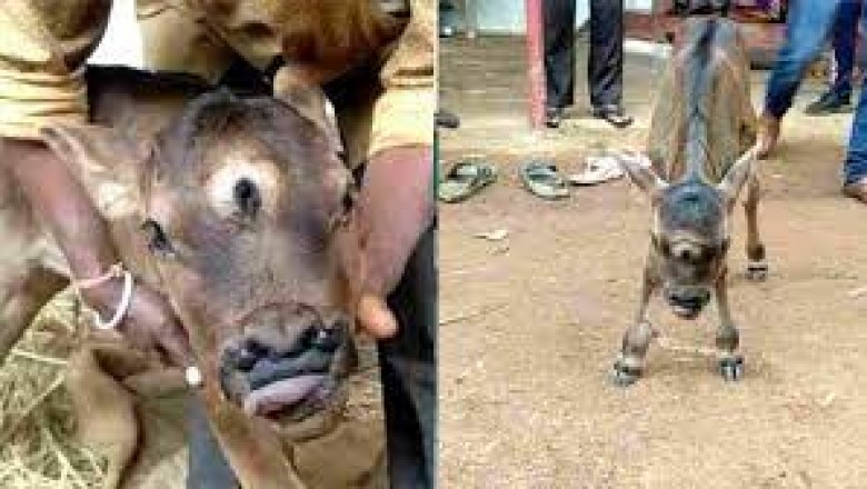 राजनांदगांव में एक  किसान के घर जन्मा तीन आंखों वाला बछड़ा