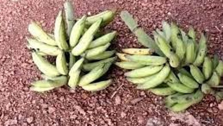 छत्तीसगढ़ राज्य के नव घोषित जिले मानपुर मोहला में विशेष प्रजाति के केले