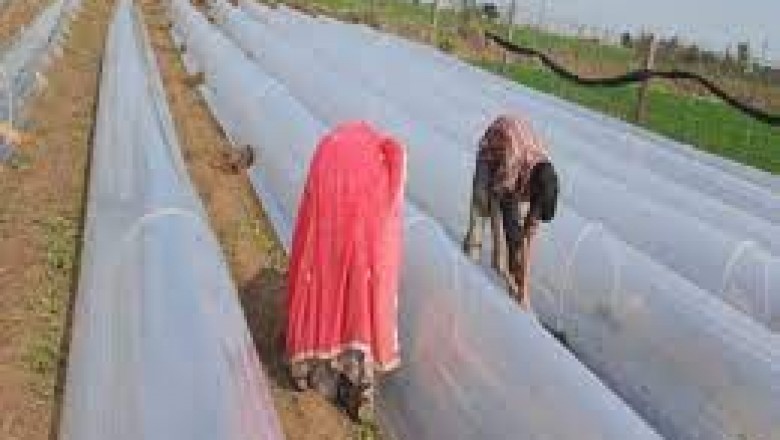 कड़ाके की सर्दी से फल और सब्जियां खराब,