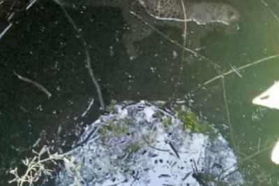 छत्तीसगढ़ के कांकेर में फिर एक तेंदुए का शव कुएं में मिला