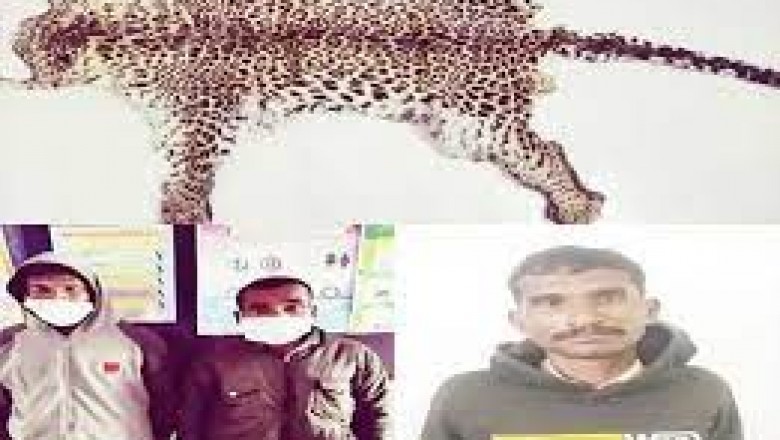 धमतरी में तेंदुए की खाल के साथ 3 युवकों को गिरफ्तार किया
