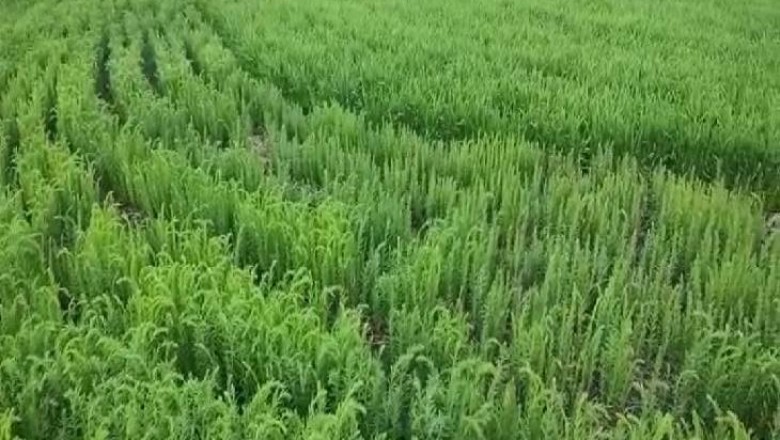 गेहूं के साथ अलसी लगाएं, किसानों को ऐसे पहुंचेगा फायदा