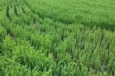 गेहूं के साथ अलसी लगाएं, किसानों को ऐसे पहुंचेगा फायदा