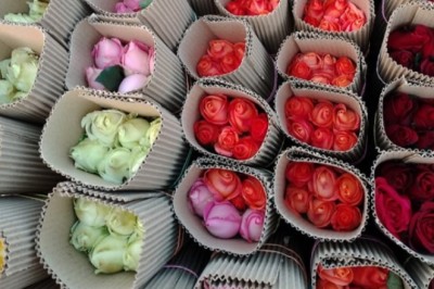 महासमुंद के युवा किसान ने नौकरी छोड़कर डच गुलाबों  की खेती की शुरुआत