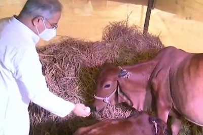 छत्तीसगढ़ सरकार गोबर खरीदी के बाद अब गोमूत्र पर फोकस