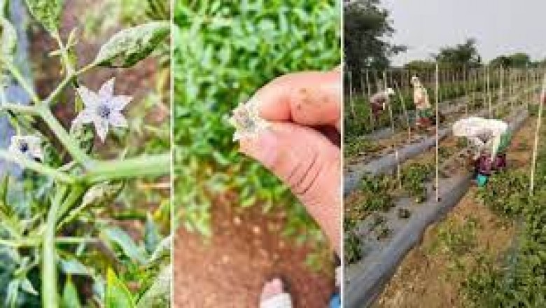 ब्लैक थ्रिप्स ने तबाह कर दी मिर्च की फसल किसान परेशान