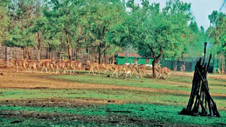 गर्मी से बचाने हिरणोें पर पानी की फुहारें : साथ ही जानवरों को गर्मी से राहत हो इसलिए कूलर की भी व्यवस्था है