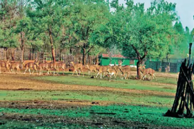 गर्मी से बचाने हिरणोें पर पानी की फुहारें : साथ ही जानवरों को गर्मी से राहत हो इसलिए कूलर की भी व्यवस्था है