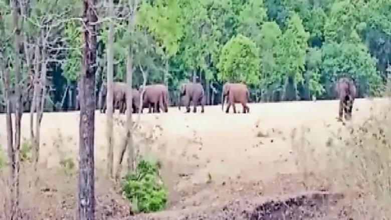 सफर : सुरक्षित रहवास ढूंढने निकला हाथियों का दल,दल में दो बच्चे और 7 व्यस्क हाथी बताए जा रहे हैं
