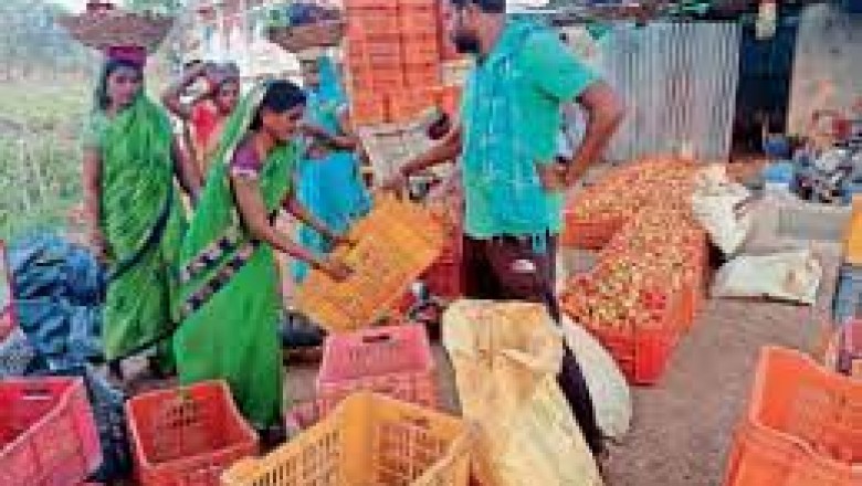 झड़ रहे टमाटर के फूल, 75% उत्पादन घटा; एक माह में 6 गुना बढ़े दाम