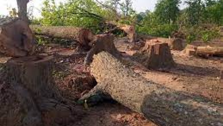 जंगल कटने से 10 हजार लोगों का पलायन; जाजंगीर-चांपा में होगा जल संकट