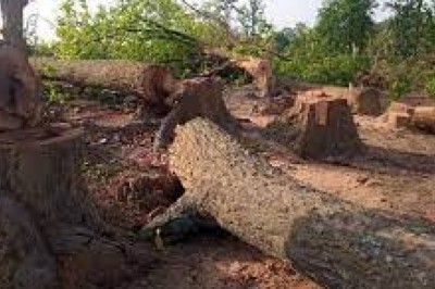 जंगल कटने से 10 हजार लोगों का पलायन; जाजंगीर-चांपा में होगा जल संकट