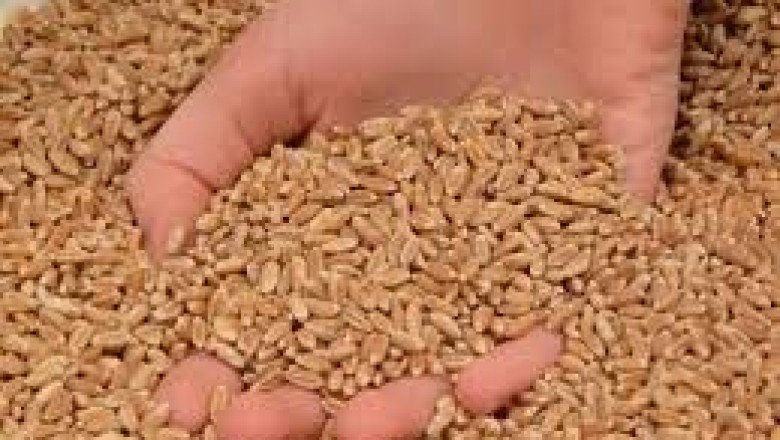 Wheat Export Ban: गेहूं निर्यात पर लगी पाबंदी से मिली राहत…केंद्र सरकार ने किया ये ऐलान…