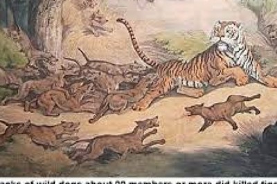 बाघ से भी खतरनाक जानवर ने किया चीतल का शिकार, बाघ के शावकों को तक उठा ले जाते हैं