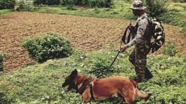 डॉग स्क्वॉड की टीम ने ढूंढी कमांड IED; जवानों ने नक्सलियों के मंसूबे को किया नाकाम