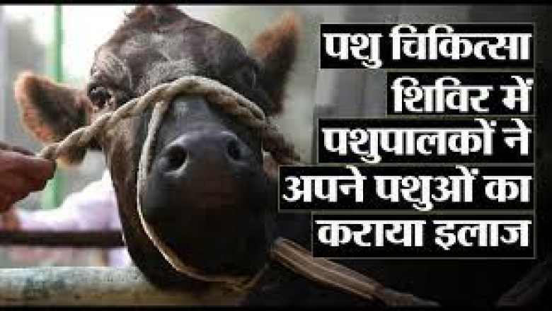 भरगवां पशु चिकित्सालय में कब्जा, पालतू पशुओं का डेरा