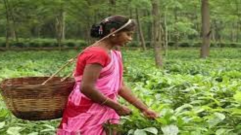 बिना केमिकल और रसायनिक खाद के किया जा रहा है उत्पादन…