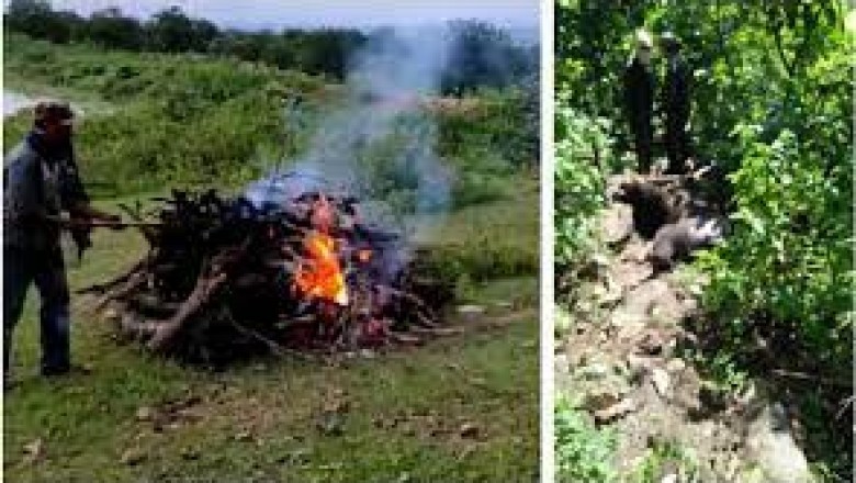चीतल के बाद अब भालू की मौत, मौके पर पहुंची वन विभाग की टीम