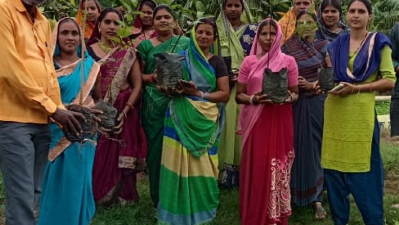 पाटन  : ग्राम पंचायत अरसनारा में वृक्षारोपण का कार्य संपन्न