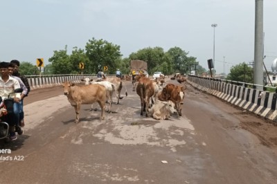 सड़कों पर आवारा मवेशियों का कब्जा, राहगीर हो रहे हैं हादसे का शिकार