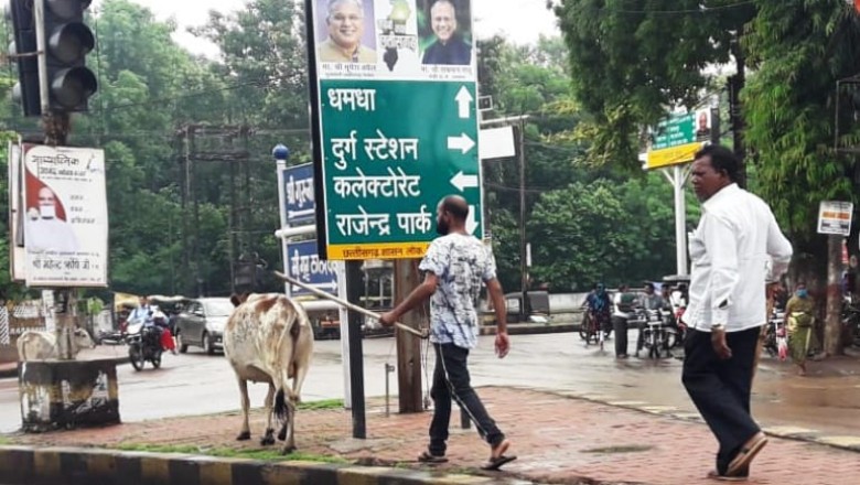 दुर्ग निगम क्षेत्र में आवारा पशुओं की धरपकड़ अभियान शुरू: