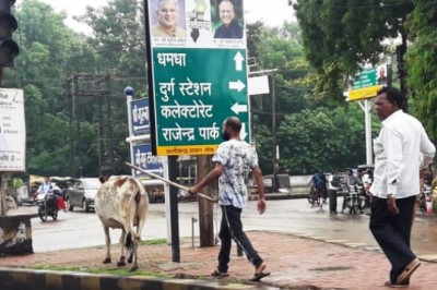 दुर्ग निगम क्षेत्र में आवारा पशुओं की धरपकड़ अभियान शुरू: