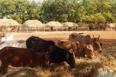 गौठान के लिए किया गया भूमिपूजन कोहलाकसा में