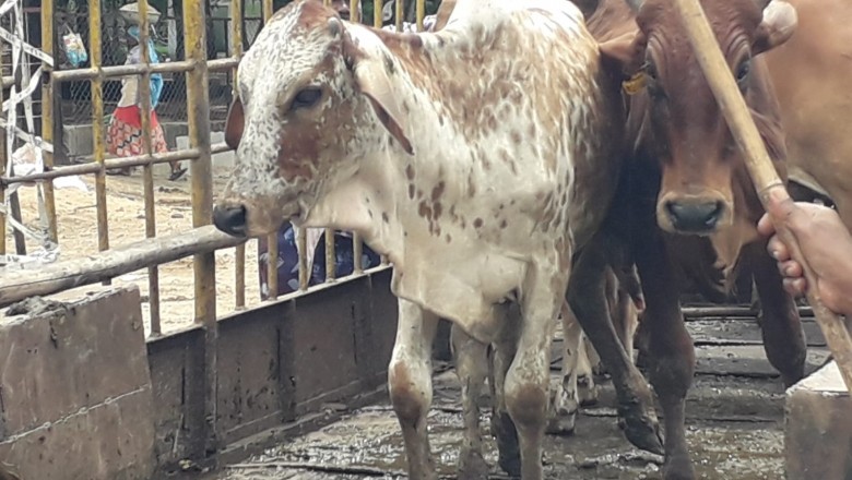 15 आवारा पशुओं को सड़कों से पकडे गए,रोका छेका अभियान के तहत हुई कार्रवाई:
