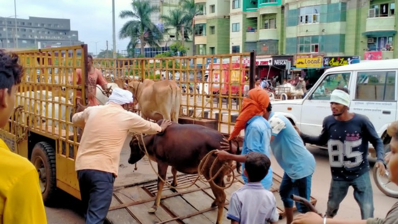 टाउनशिप में  चला पशुओं को पकड़ने का अभियान :  नेशनल हाईवे सहित अंदरुनी क्षेत्रों से भी पकड़े जा रहे आवारा पशु ; 1 माह में 395 आवारा पशुओं को पकड़ चुकी है टीम