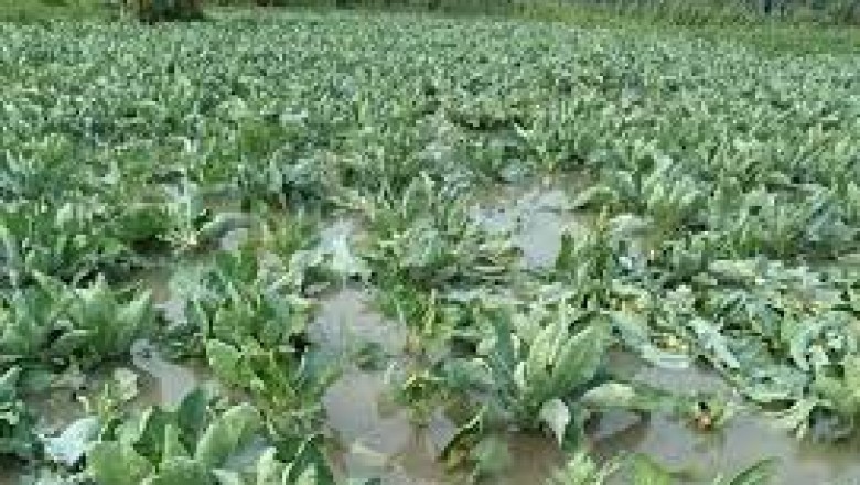 बढ़ेगा दाम,आवक होने लगी कम : पानी से पूरी तरह बर्बाद हो गई फसल