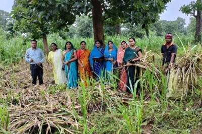 नेपियर रूट्स का विक्रय कर समूह की महिलाओं ने कमाये 1 लाख 50 हजार रूपए