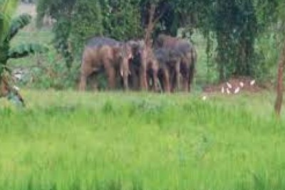 भालू और हाथियों का आतंक, 22 गजराजों ने तोड़े मकान और रौंदा फसल, खौफ में जी रहे रहवासी,