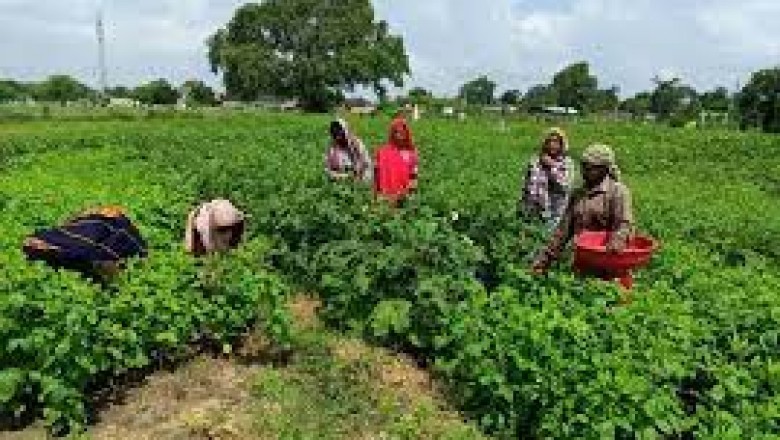 शोध में साबित हुई सुराजी ग्राम योजना की सार्थकता, जैविक खेती से उपजाऊ हो रही बंजर खेत, रसायनिक खाद पर घट रही निर्भरता