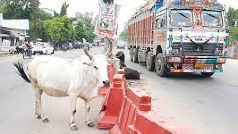 दुर्घटना से बचाने पंचायत ने आवारा मवेशियों में गौठान में रखा, अपील के बाद भी जानवरों को वापस ले जाने नहीं आ रहे मालिक