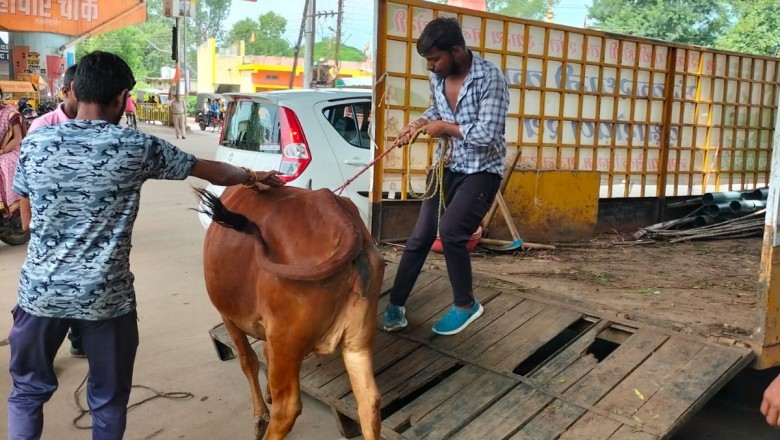 मवेशियों की धर-पकड अभियान के तहत आज पकड़े 24 मवेशी