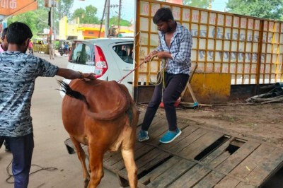 मवेशियों की धर-पकड अभियान के तहत आज पकड़े 24 मवेशी