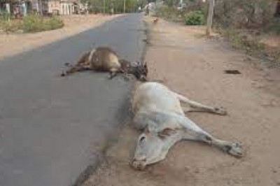 बेलगाम वाहन ने कई मवेशियों को मौत की नींद सुला दी.