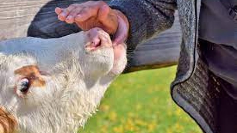 पशुओं में खुरहा-चपका बीमारी से बचाव के लिए टीकाकरण अभियान 2 अक्टूबर से